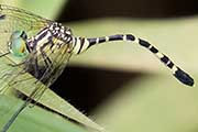 Common Archtail (Nannophlebia risi)